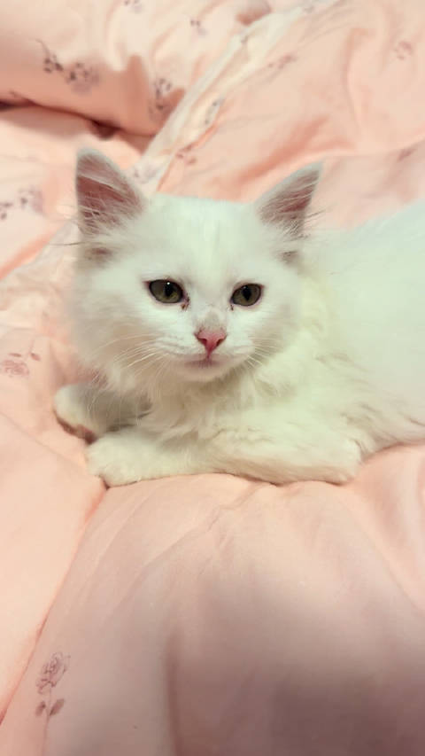 樊振东足球趣味体验引热议，意外射门惊现自伤